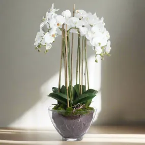 Amabilis Faux White Orchid In Glass Pot - Large